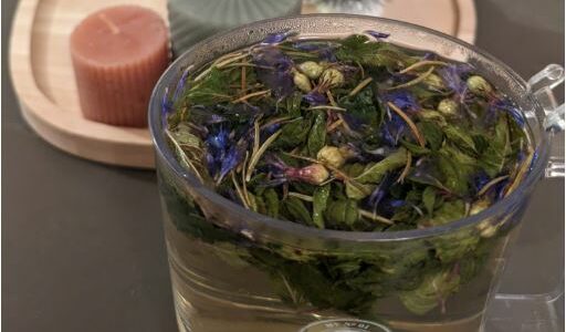 Plantes détox foie chardon-marie pissenlit