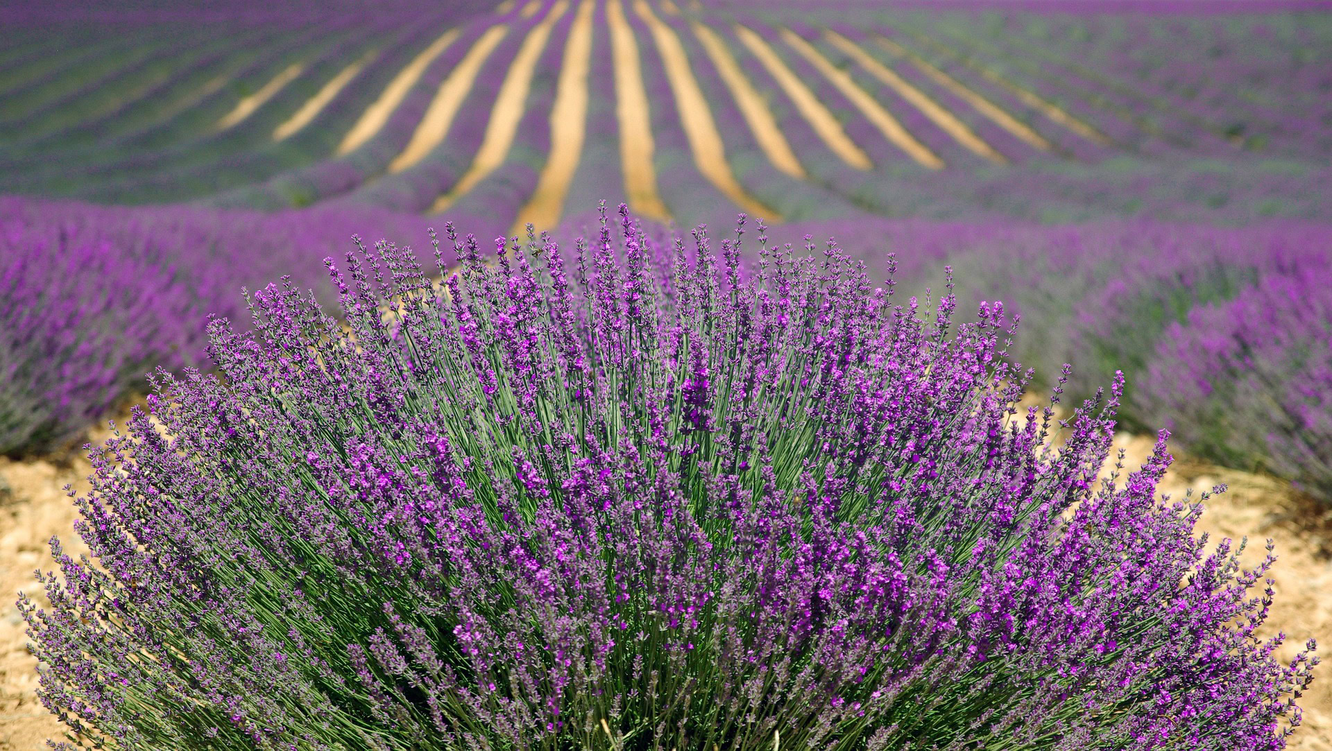Huiles essentielles lavande petit grain bigarade stress mariage
